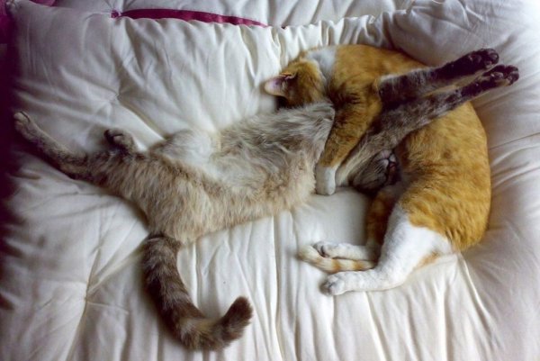 Спящие коты смешные