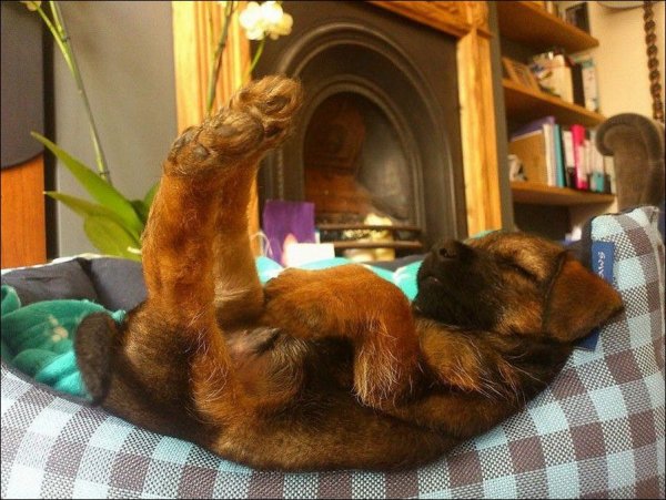 Забавные животные спят