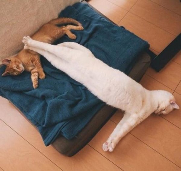 Потягушки в кровати котики