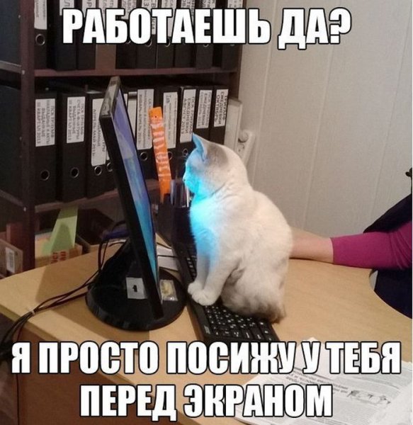 Коты и работа мемы