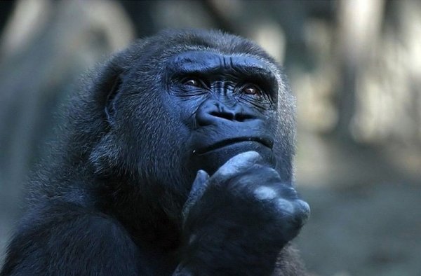 Задумчивая обезьяна