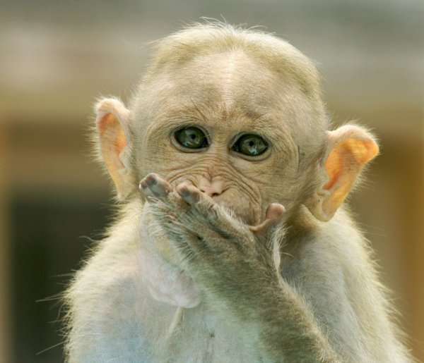 Обезьянки демотиваторы