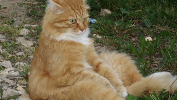 Смешные рыжие коты с надписями