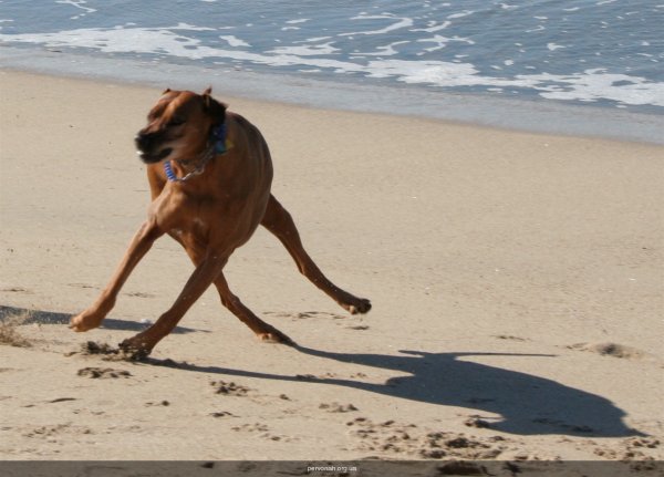 Смешные картинки про собак с надписями