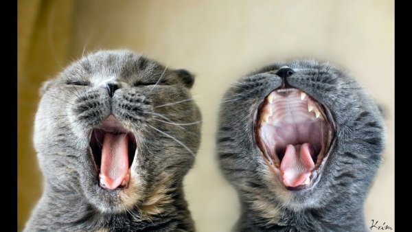 Веселые картинки про животных с надписями