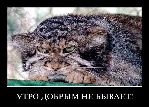Утро добрым бывает