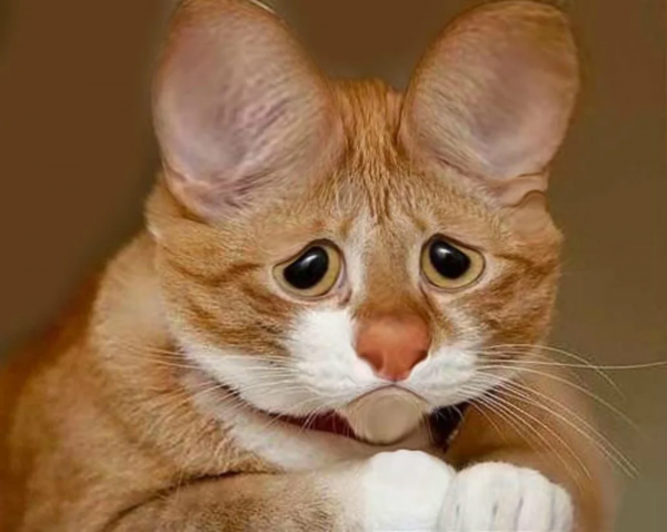Смешные мысли кота