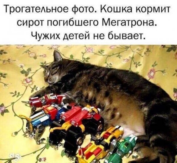 Котоматрица - карантин