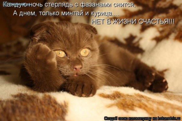 Свинья в лифчике