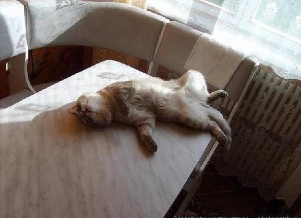 Кот и огурец