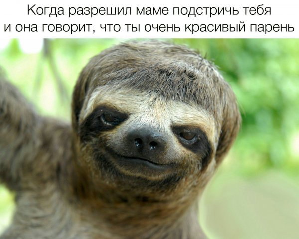 Шутки про крыс
