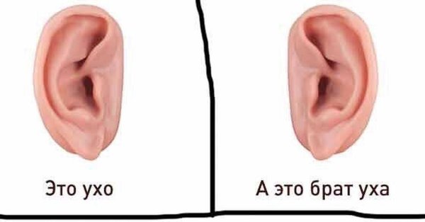 Собака с огромными ушами