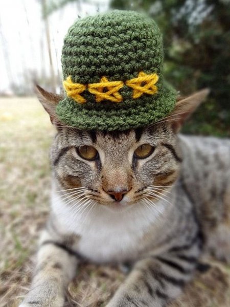 Шапочка котика