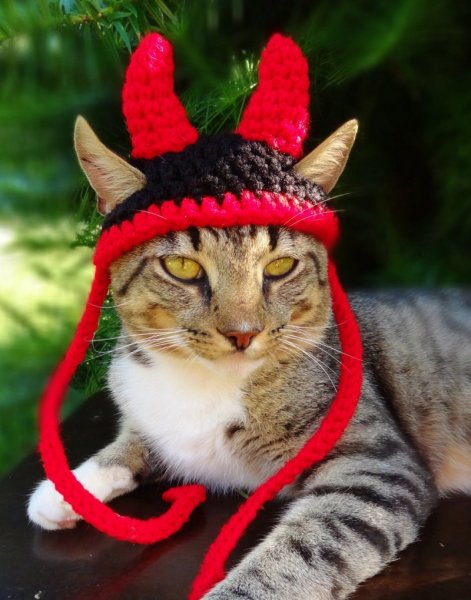 Шапочка кошки