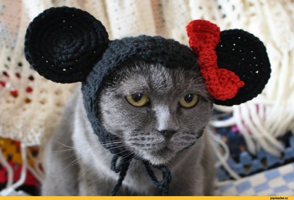 Шапочка кошки