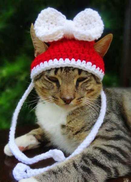 Шапочки для котов