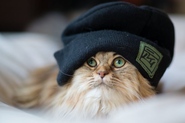 Кот в шапке