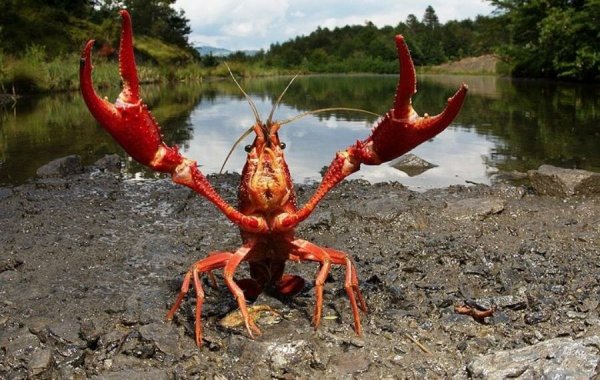 Крутой краб