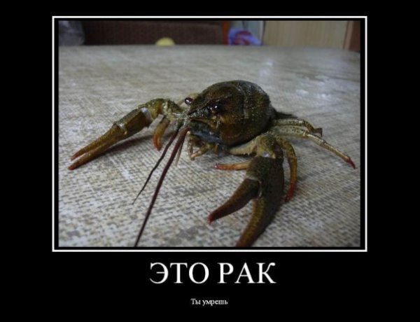 Смешные рачки