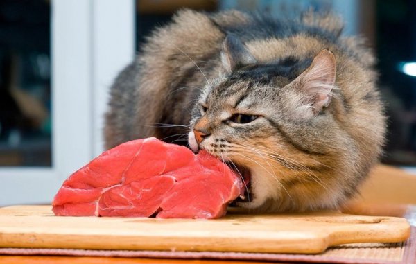 Кошка кушает