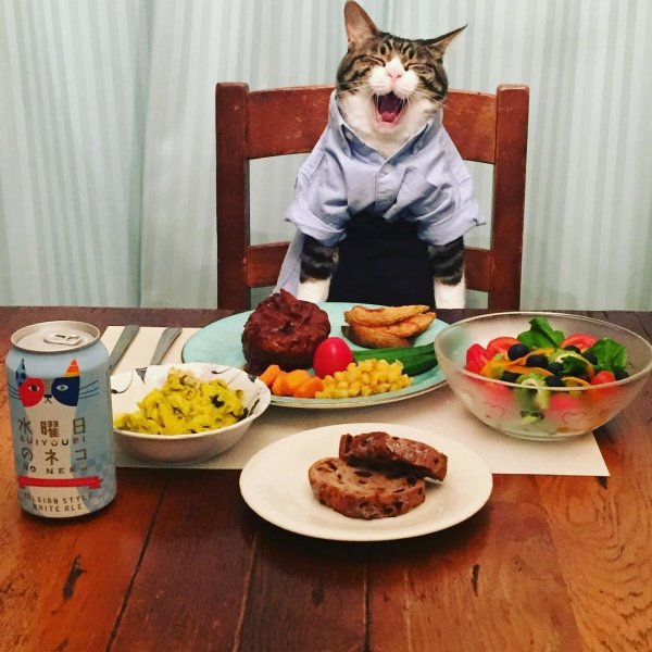 Котики с едой