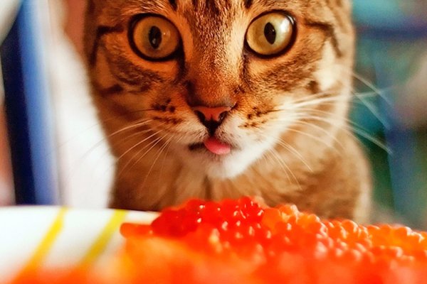Кот с икрой