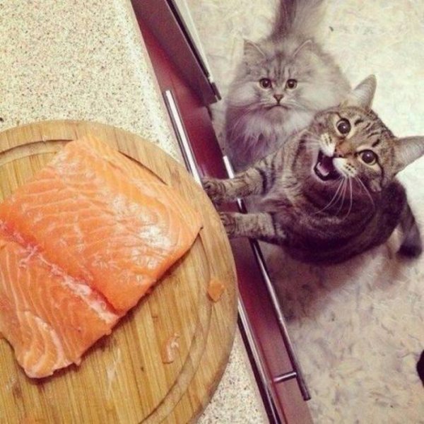 Кот ворует рыбу