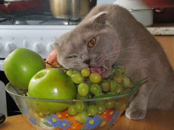 Котики с едой