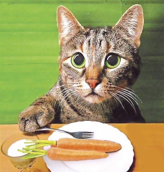 Котики с едой
