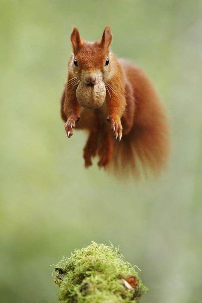 Rheithrosciurus macrotis
