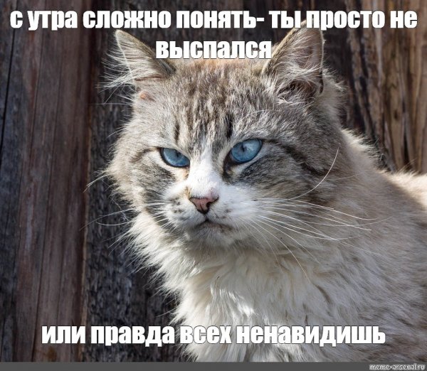 Доброе утро невыспавшийся кот