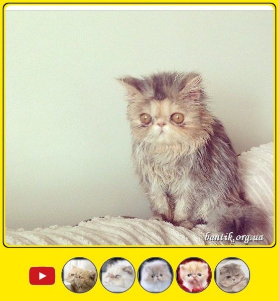 Невыспавшийся кот