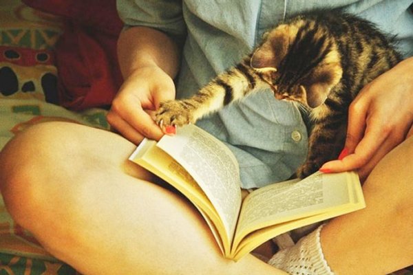 Девушка с книгой и котом