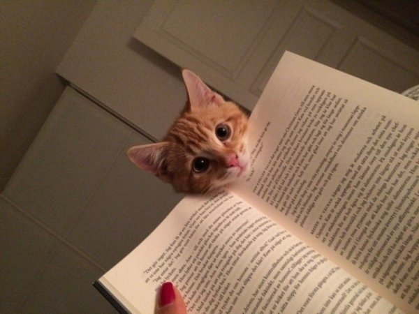 Кошка с книжкой