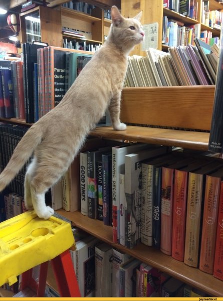 Смешной кот с книгой