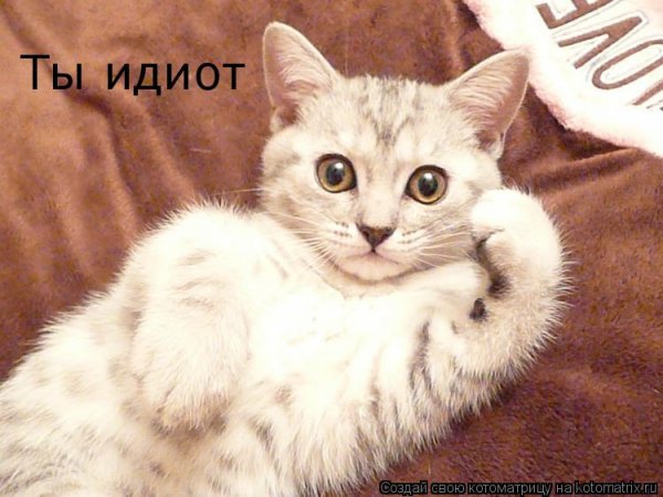 Кот здарова