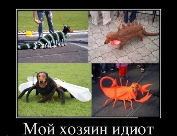 Мой хозяин идиот демотиватор