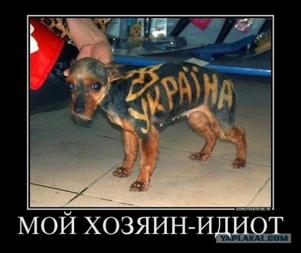 Мой хозяин идиот собаки