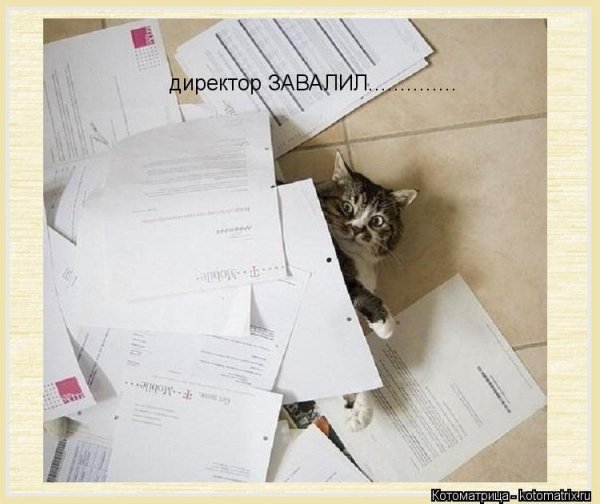 Кот завален бумагами