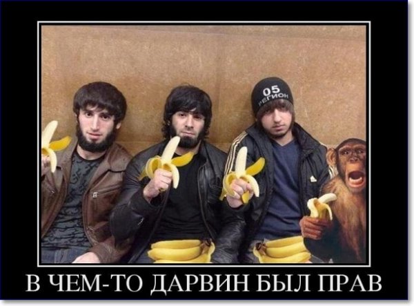 Картинки смешные кавказцев (53 фото)