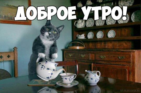 Доброе утро котики смешные с надписями