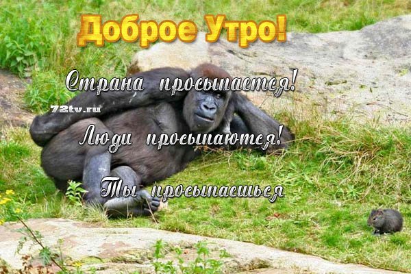 Обезьяны с добрым утром