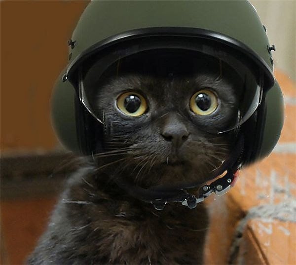 Кот в каске