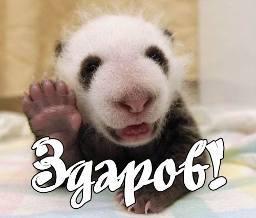 Привет прикол