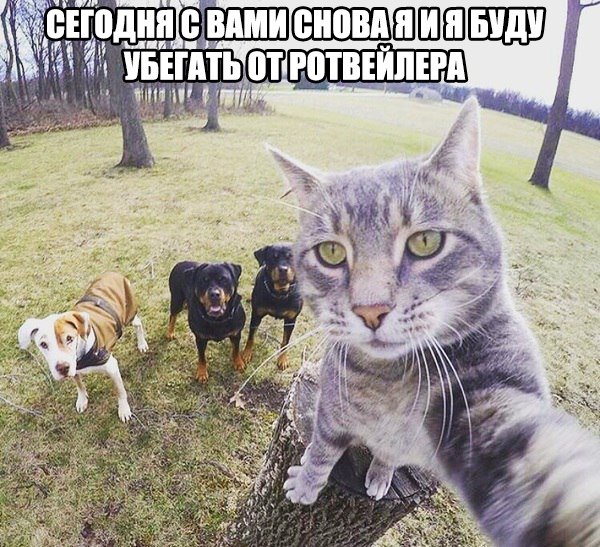 Кот селфи
