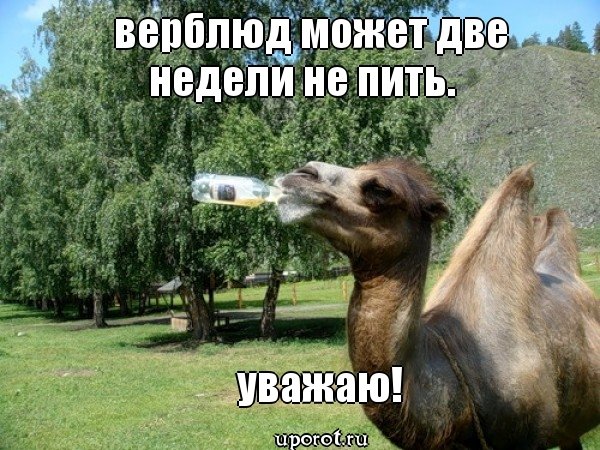 Прикольные слова