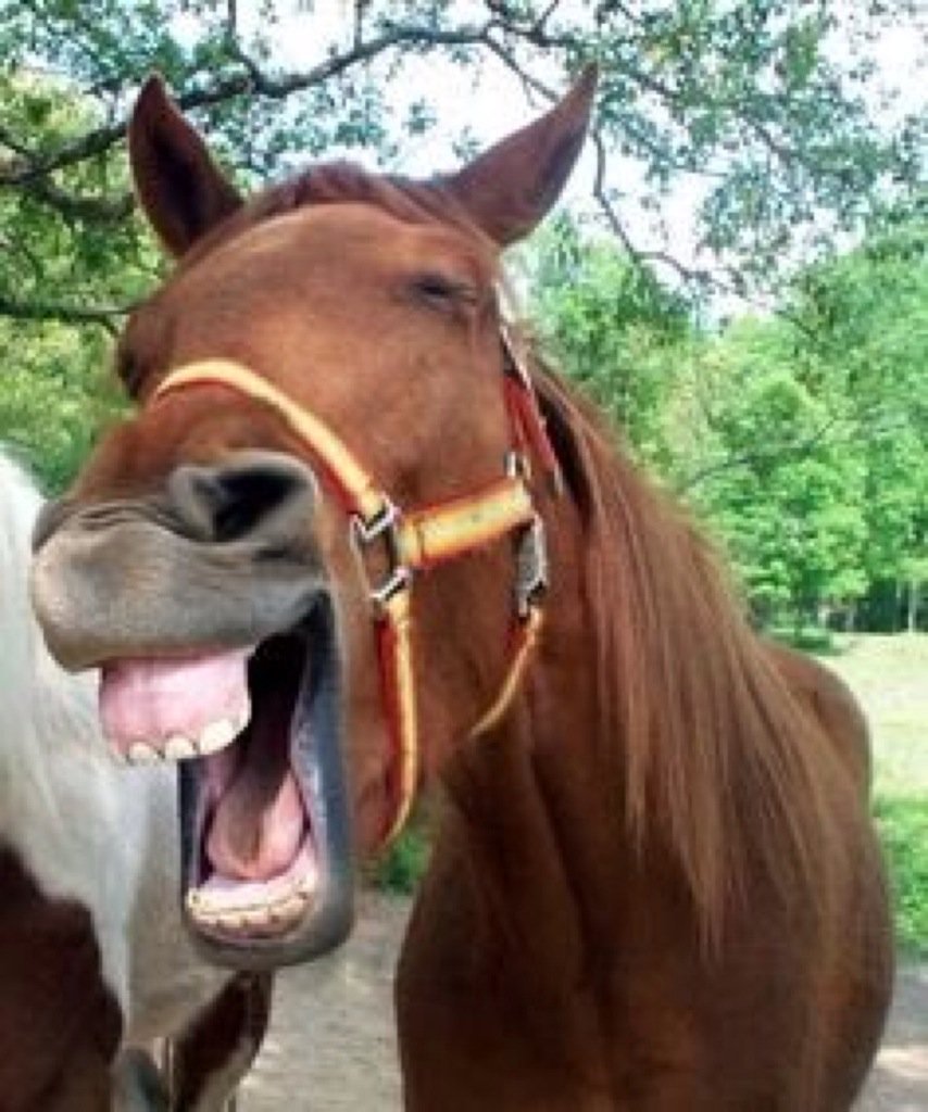 Веселая лошадка. Лошадь улыбается. Лошадь ржет. Улыбка лошади. Лошадь с высунутым языком.
