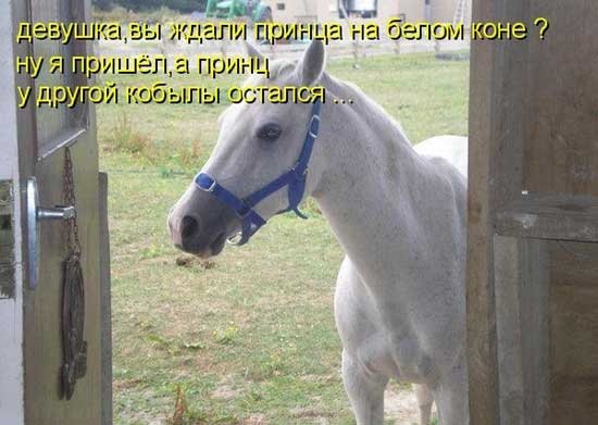 Надпись лошадь