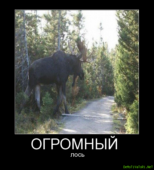 Смешной Лось