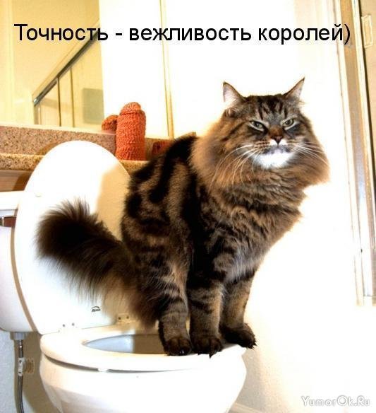 Смешной кот с подписью